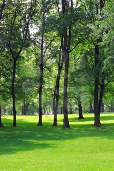 Trees in a summer park with green sunny grass