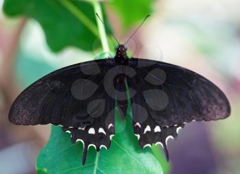 Black butterfly on the green leaf