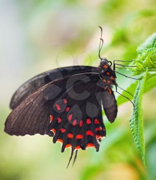 Black butterfly with red dots on green leaf