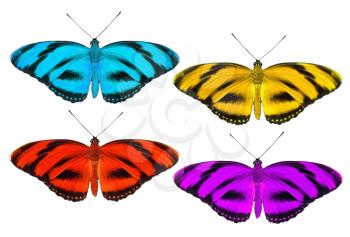 Set of tropic butterfly isolated on white