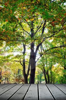 Autumn tree in the forest  near walkway