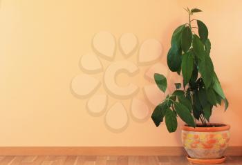 Interior wall with green plant on floor