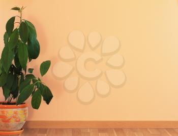 Interior wall with green plant on floor