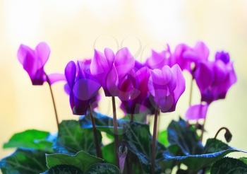 Violet alpine ciclamen flowers