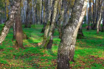 Birch trees in autumn park in sunlight