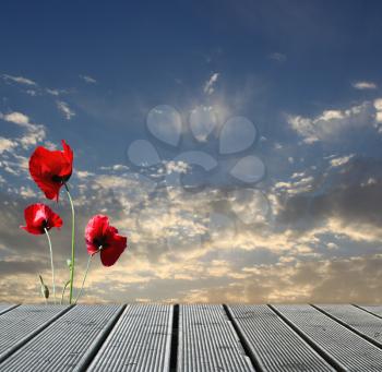 Wood walkway over sky with red poppies