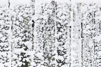 Wooden plank wall in a snow