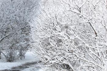 Path in park in winter time