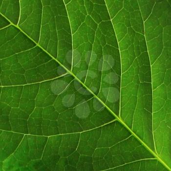 Dark green leaf surface