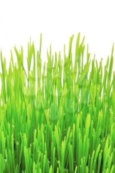 Green grass on the white background