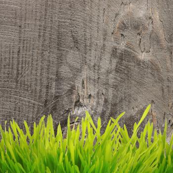 Green growing grass near plaster wall