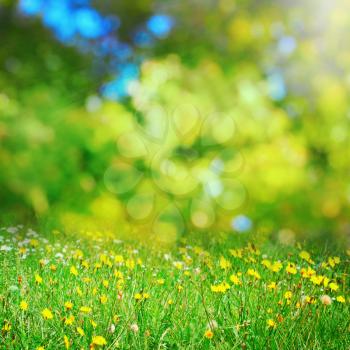 sunny flower meadow background