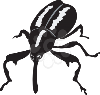 Boll weevil