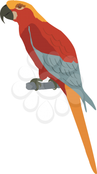illustration of macaw