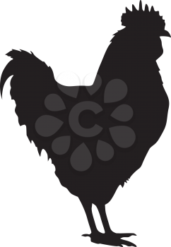 silhouette of cock