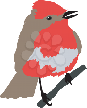 Illustration of flycatcher