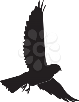 silhouette of kestrel