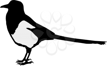 Illustration of magpie