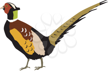 Illustration of pheasant