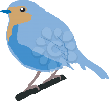 Illustration of robin