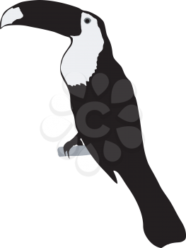 silhouette of toucan