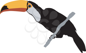 Illustration of toucan
