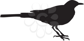 silhouette of wagtail