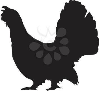 silhouette of wood grouse