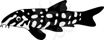 silhouette of the loach on white background