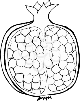 Hand drawn, vector, cartoon illustration of pomegranate