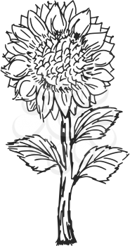 hand drawn, sketch, cartoon illustration of sunflower
