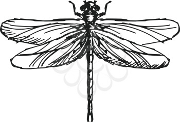 hand drawn, sketch illustration of dragonfly