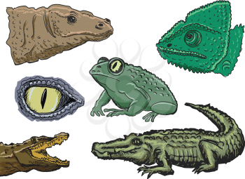 set of illustrations of reptiles