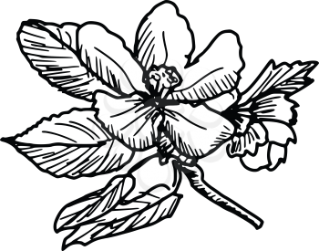 sketch, doodle, hand drawn illustration of apple blossom