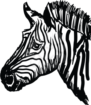 sketch, doodle, hand drawn illustration of zebra