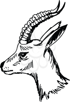 sketch, doodle, hand drawn illustration of antelope