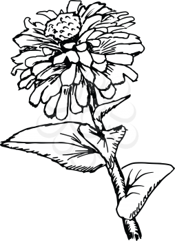 hand drawn, sketch illustration of zinnia