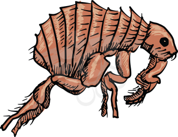 sketch, doodle illustration of flea