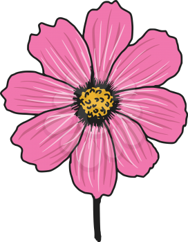 
hand drawn, sketch illustration of cosmos aster