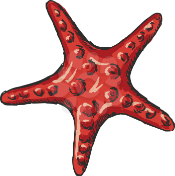 hand drawn, sketch illustration of starfish