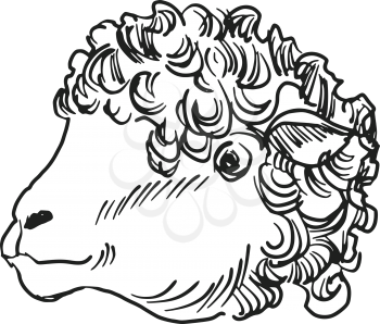 hand drawn, sketch, cartoon illustration of sheep