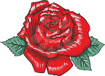 hand drawn, sketch illustration of rose