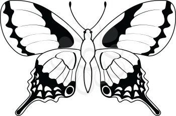 outline illustration of butterfly, insect