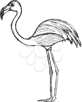hand drawn, grunge, sketch illustration of flamingo