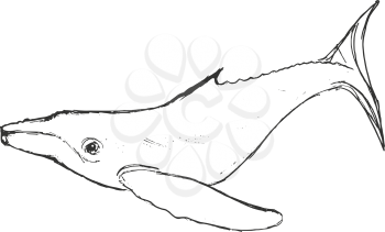 whale, illustration of wildlife, zoo, wildlife, animal of sea