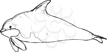 orca, illustration of wildlife, zoo, wildlife, animal of sea
