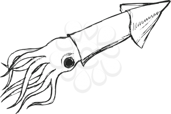 squid, illustration of wildlife, zoo, wildlife, animal of sea