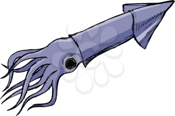 squid, illustration of wildlife, zoo, wildlife, animal of sea
