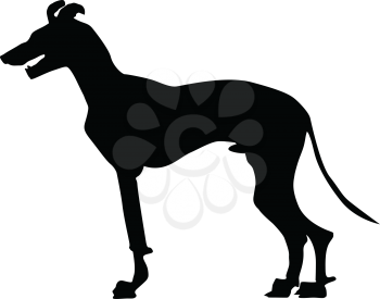 silhouette of greyhound