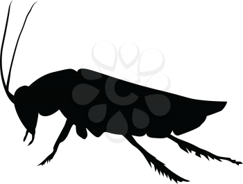 silhouette of cockroach